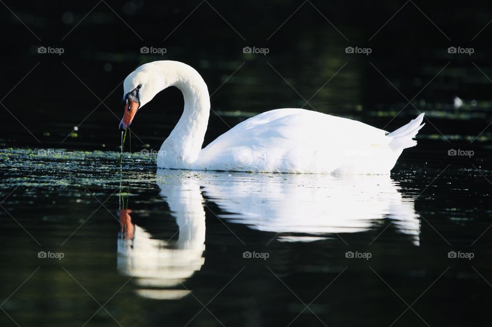 swan