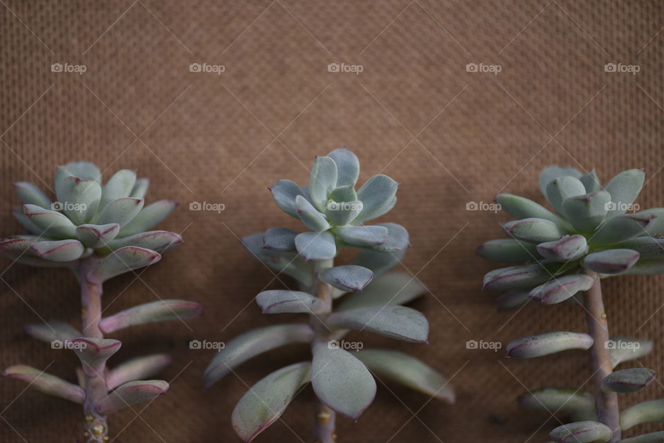 Three Echeveria plants.