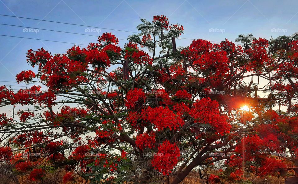 Sun through tree red,sunset,sun,tree,red,summer,colorful,spring,nature,reflection,landscape,sunlight,sunshine,shining,sunrise,dawn