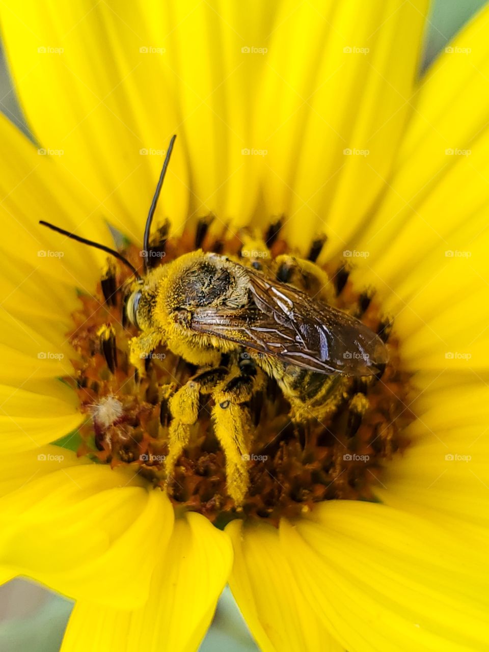 Macro of a beautiful bumble bee covered in pollen while pollinating a yellow common sunflower