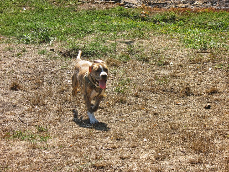 puppy pit bull щенок питбуля