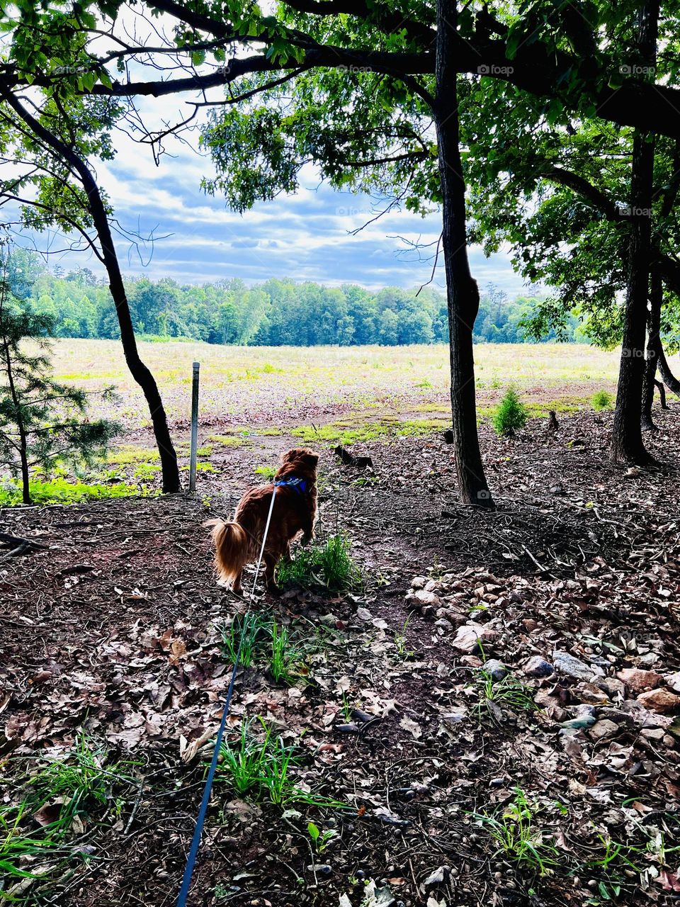 Clyde Enjoying the View 