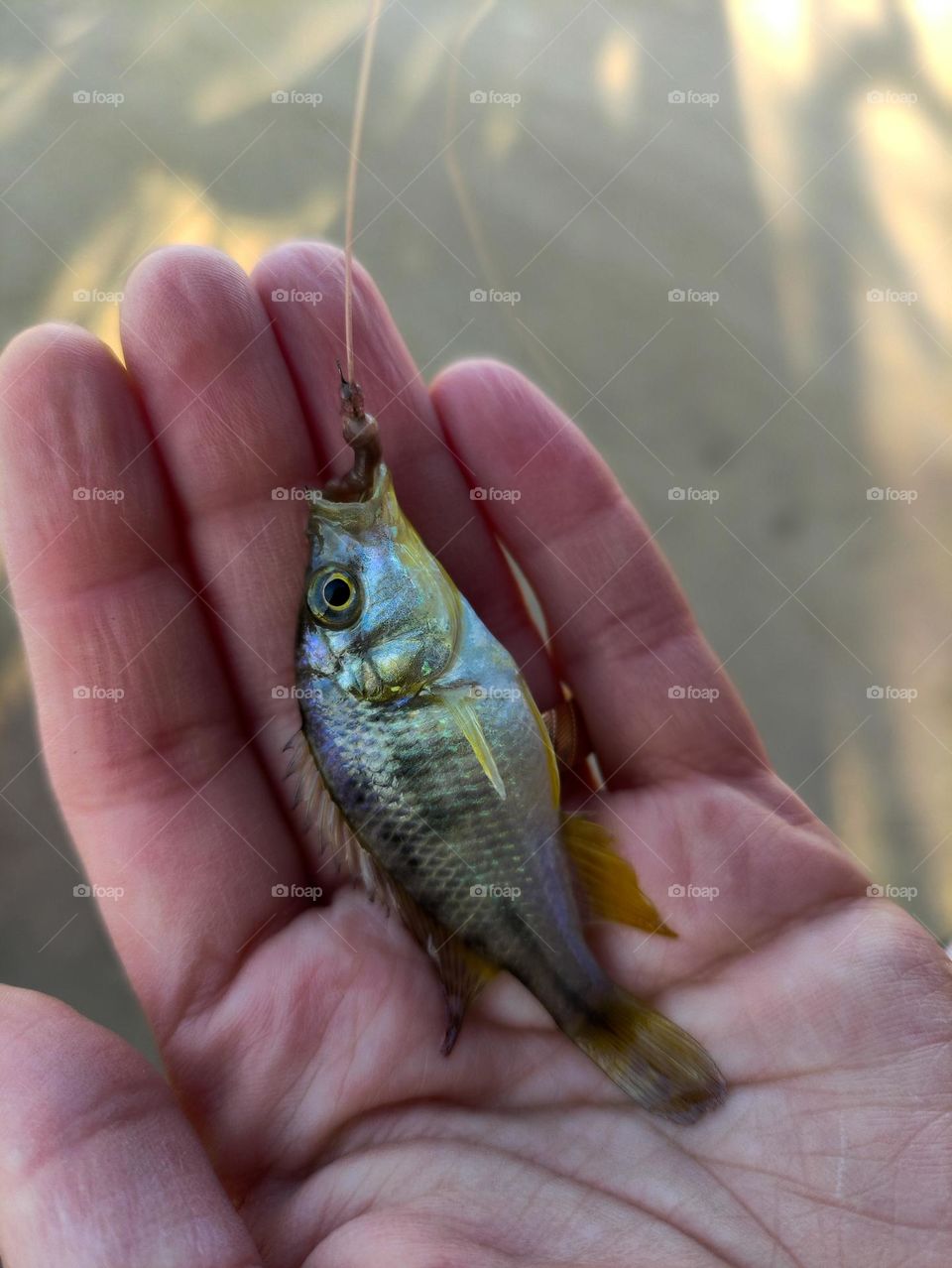 tiny fish