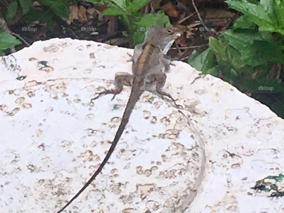 Chameleon in Florida 