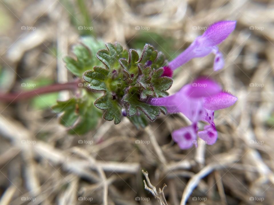 Purple wild flowers 