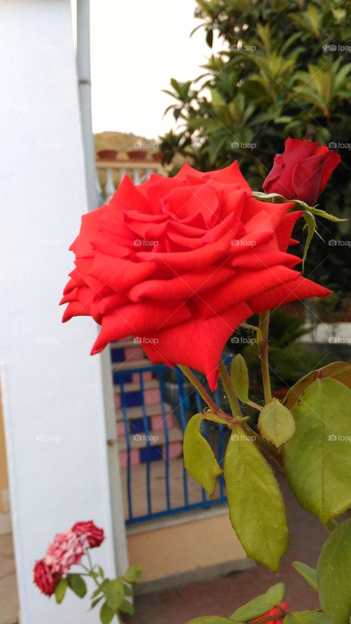A close-up of the red Rosa chinensis in a garden of the Italian island of Ischia