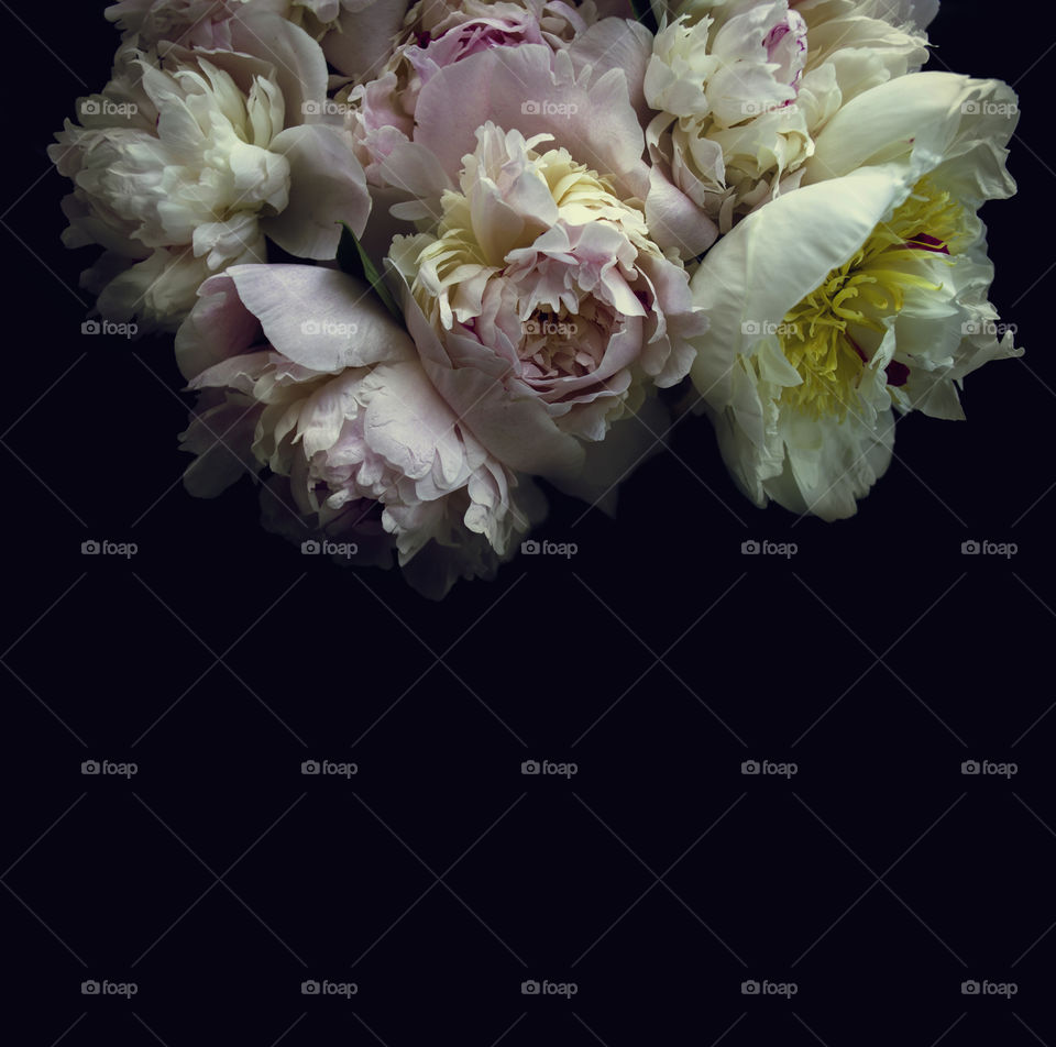 Beautiful flowers on a black background 