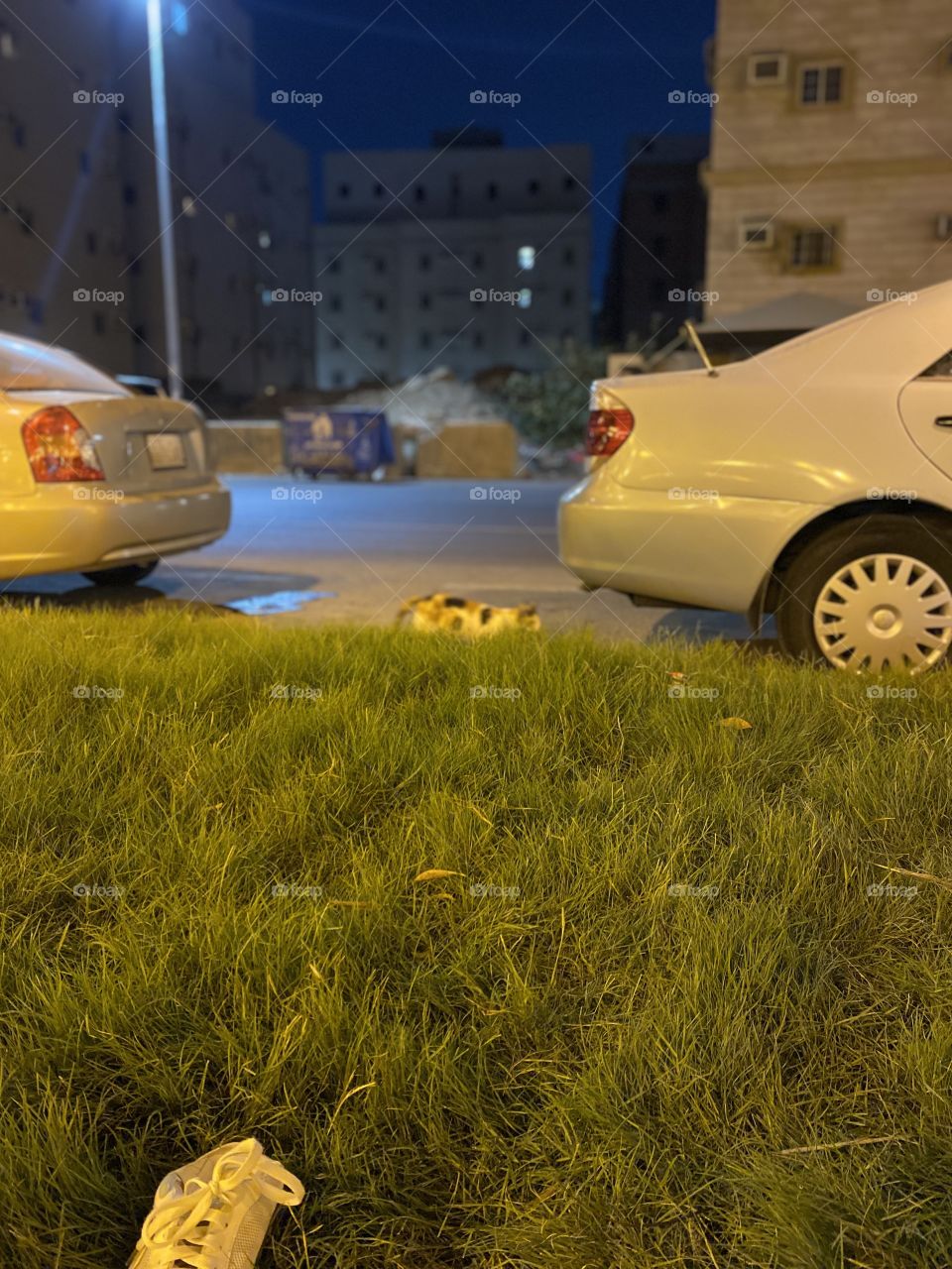 Cute cat in a Gangway she’s walked with me 