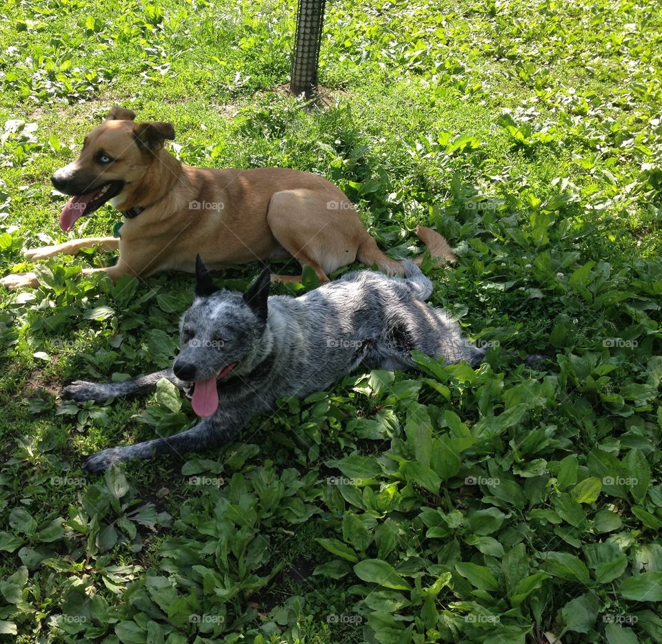 Mammal, Animal, Dog, Grass, Nature