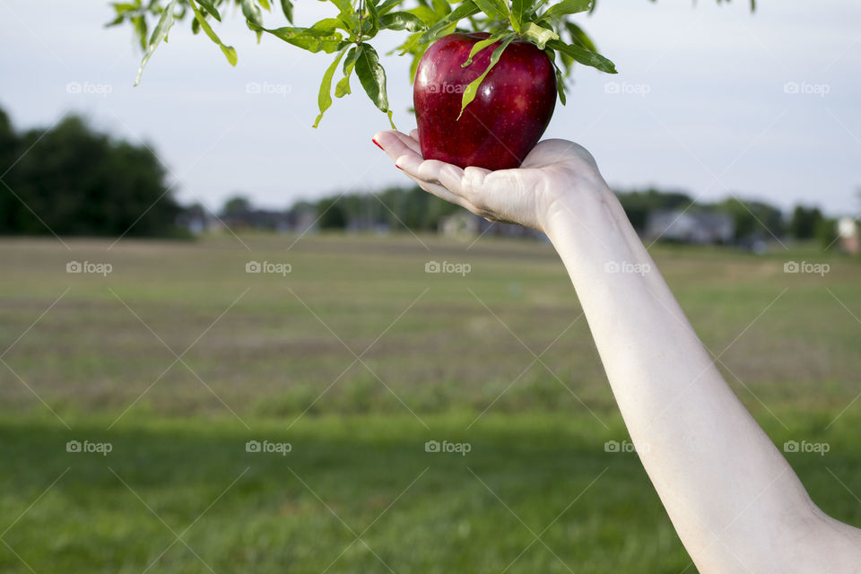 apple in the tree. growing apples in the tree
