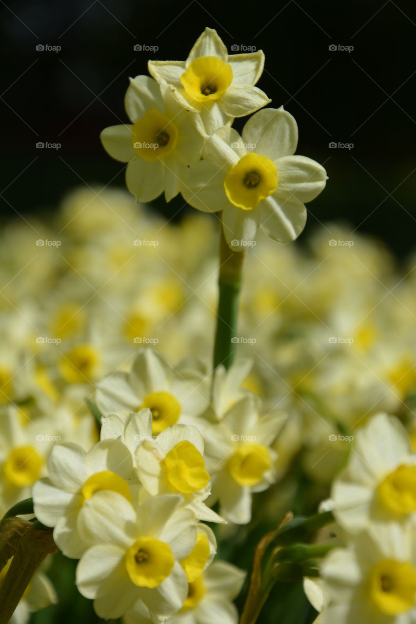 field of Daffodills