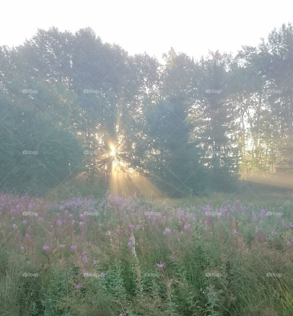 sunbeams shining through the forest trees on the flowers