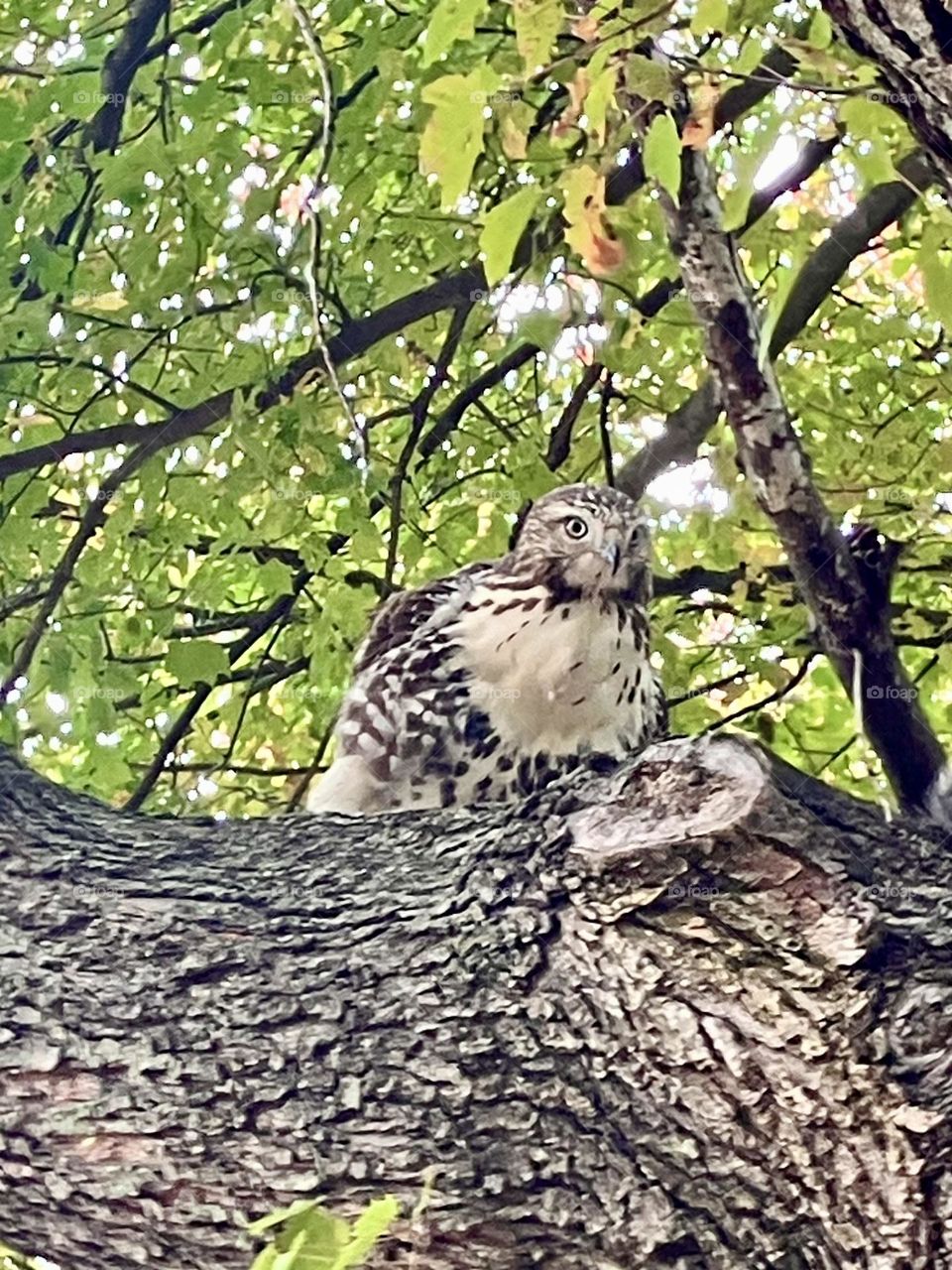 Red tail hawk looking down found in nature 