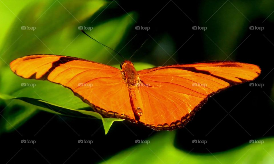 Julia Longwing Butterfly in Sunlight