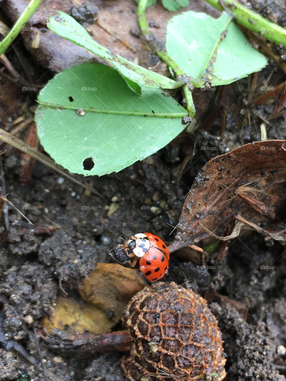 Ladybug/Ladybird