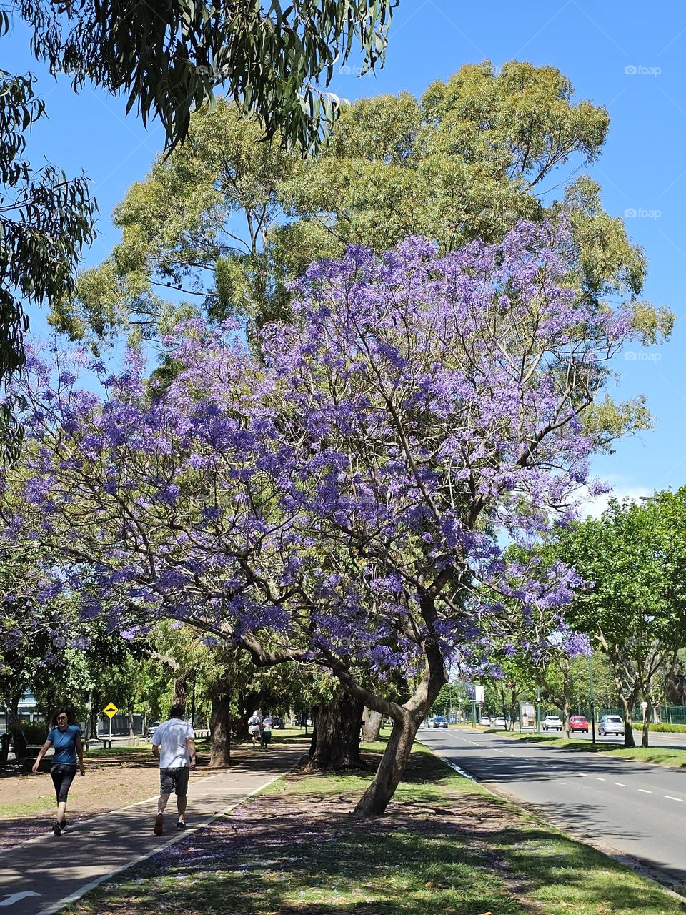 The Jacaranda tree in Buenos Aires blooms mid spring and covers the streets in a blue-violet carpet. It's attractive and long-lasting flowers, delight locals, and tourists alike.