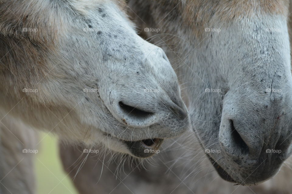 Secrets whispered between Donkeys.