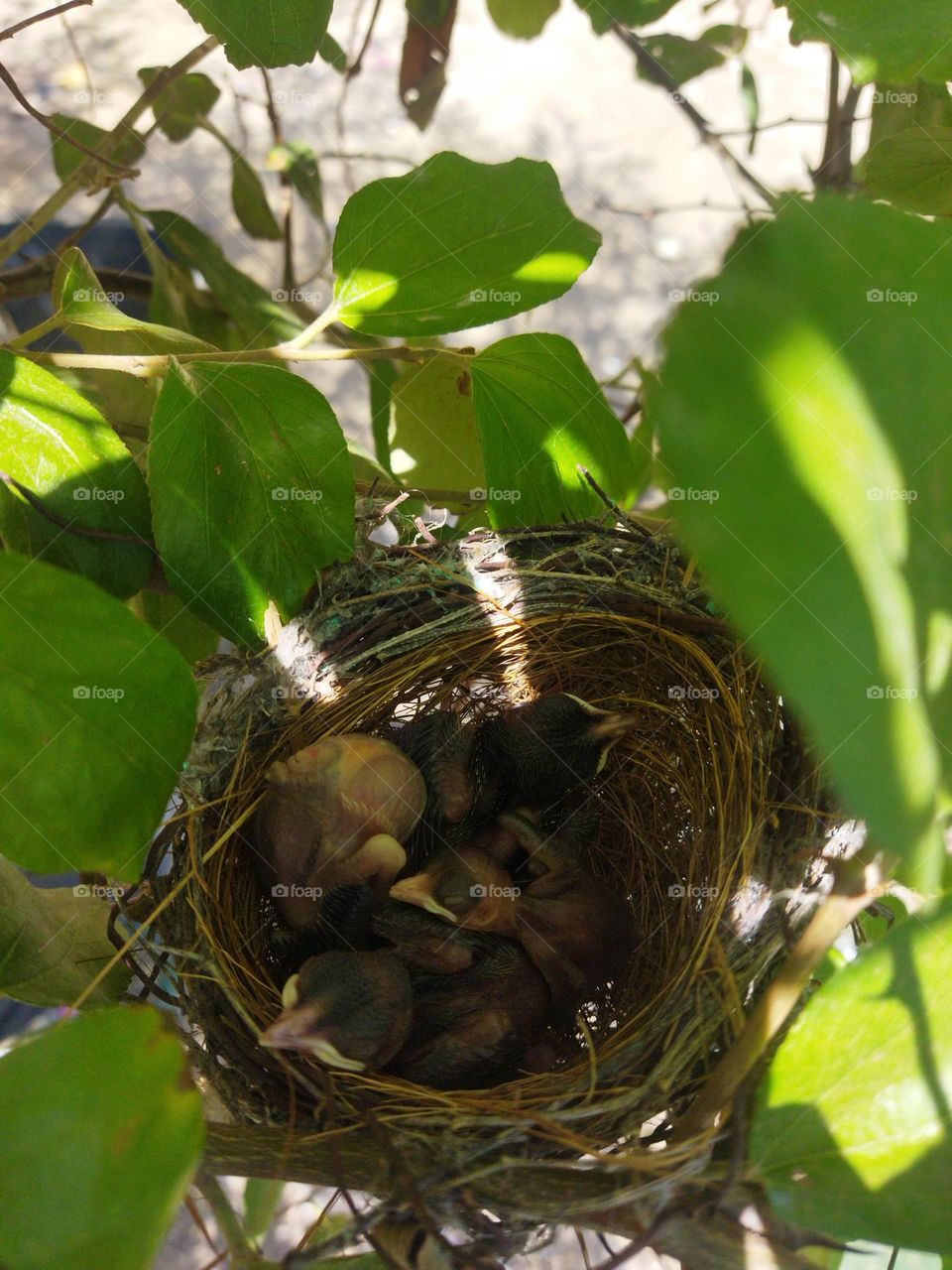red vented bulbul nest with babies