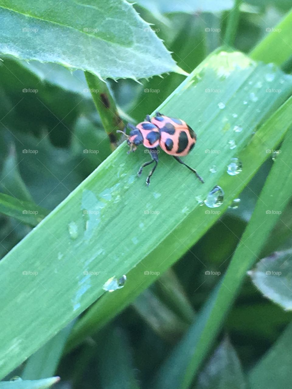 Ladybug Ladybug
