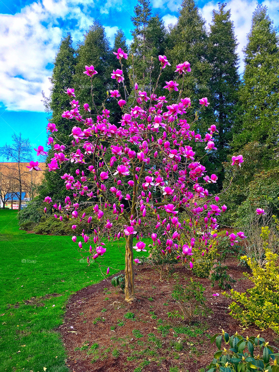 Popping purple/pink flowers on this beautiful tree on a sunny day in the park. Exquisitely colorful!