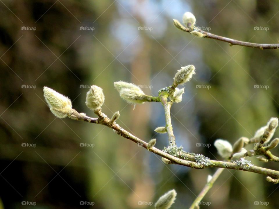 Spring buds