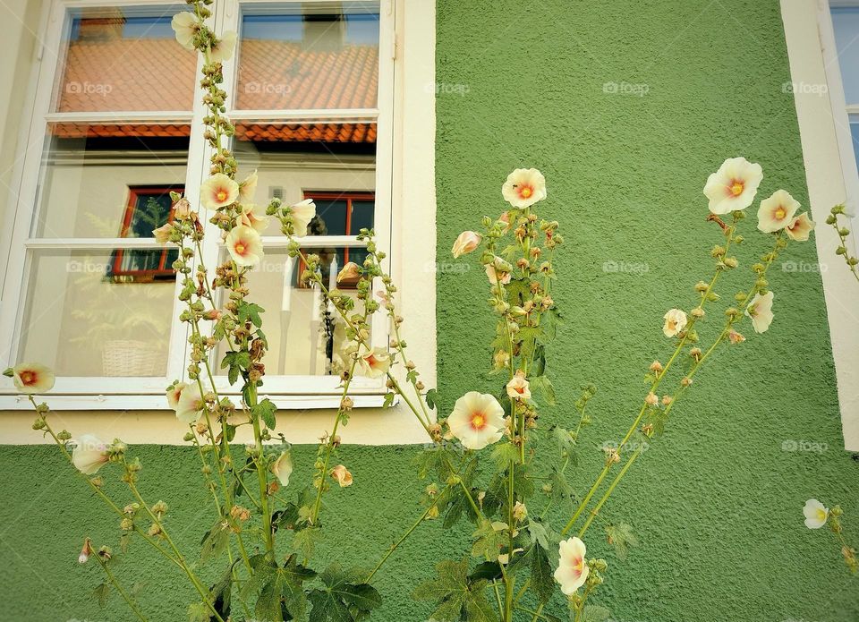 Hollyhocks against green house wall