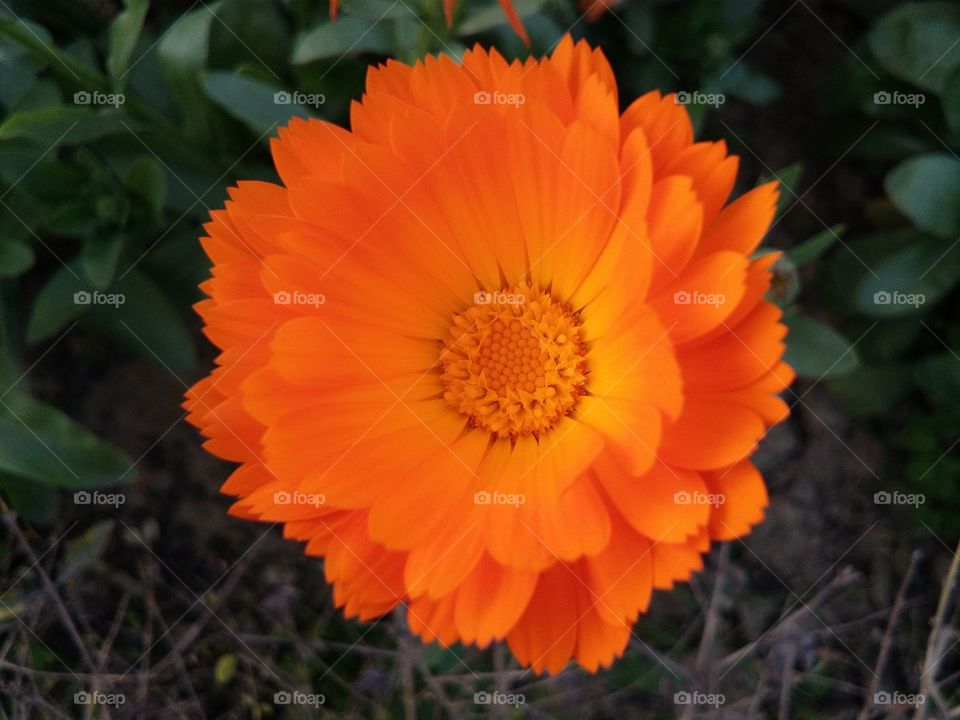 Beautiful flowers Calendula officinalis, the pot marigold, ruddles, common marigold or Scotch marigold, is a plant in the genus Calendula of the family Asteraceae.
