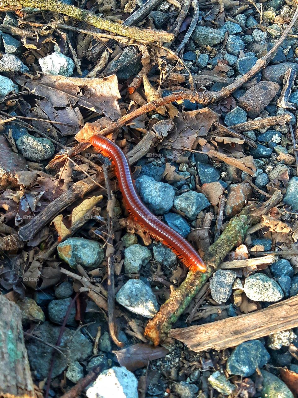 Millipede walking on the ground, closeup