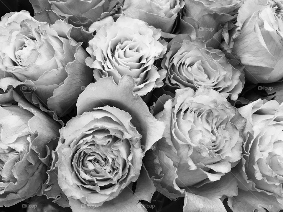 Roses (Black & White)