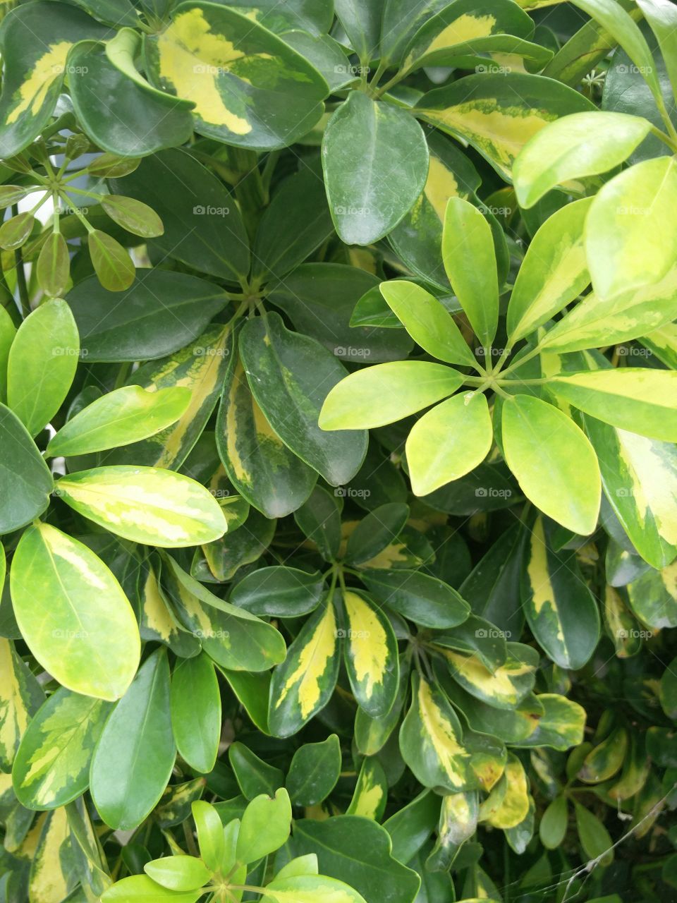 leaves