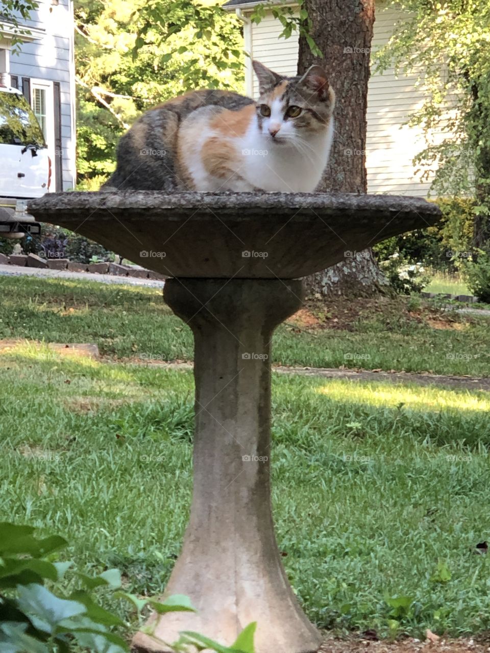 Cat in the birdbath