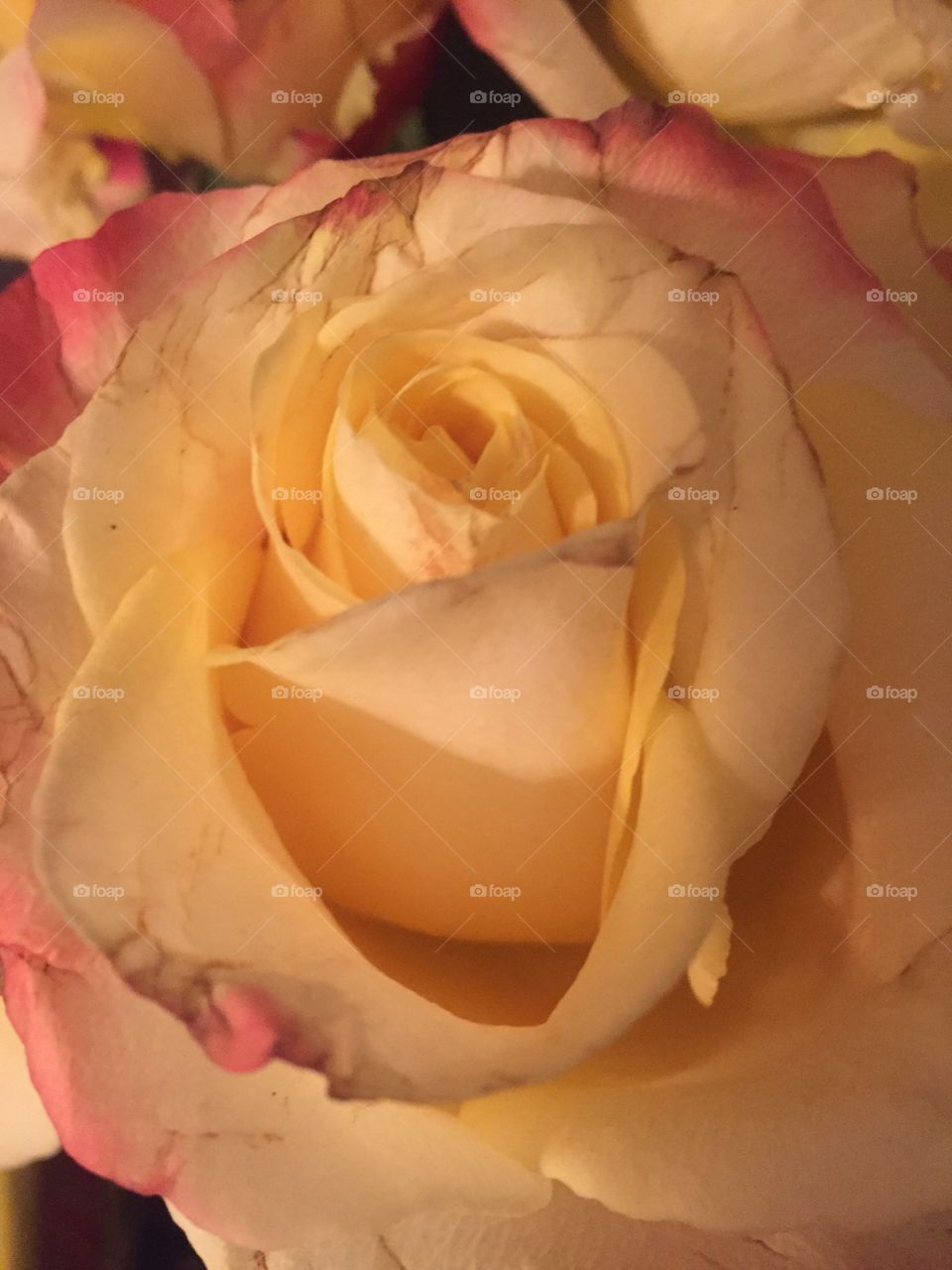 Single close up yellow rose 