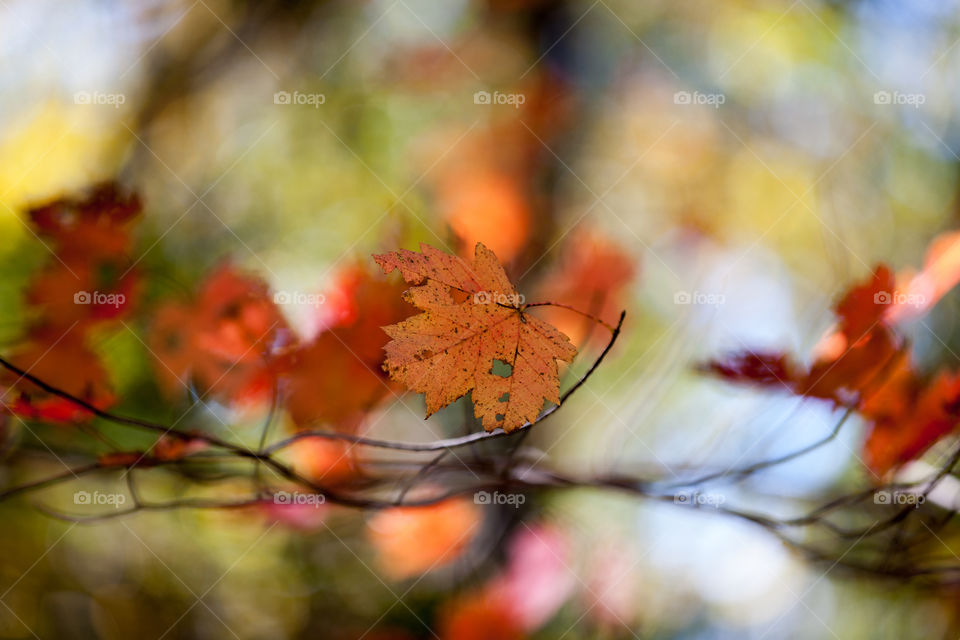new jersey colors weather fall by razak_photography