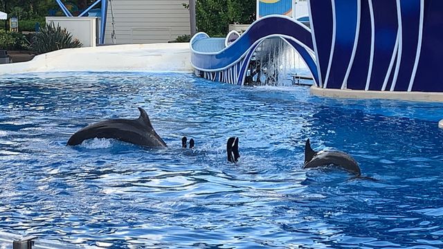 #day1 SeaWorld Orlando August 31, 2019 Join me in the fun @Selsa_Susanna highlights or https://www.facebook.com/selsa.susanna
