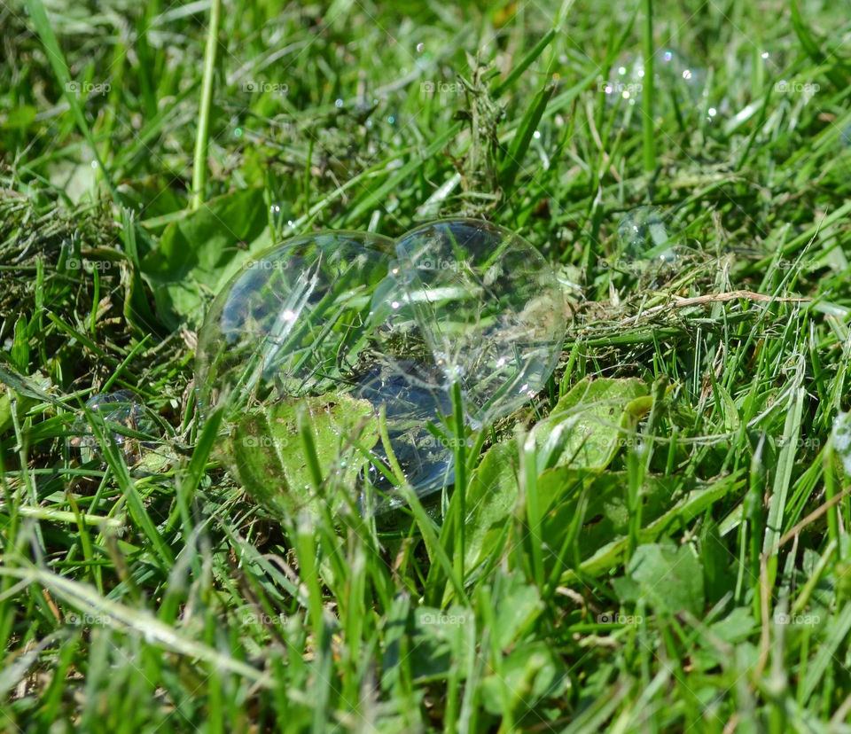 soap bubbles on the grass