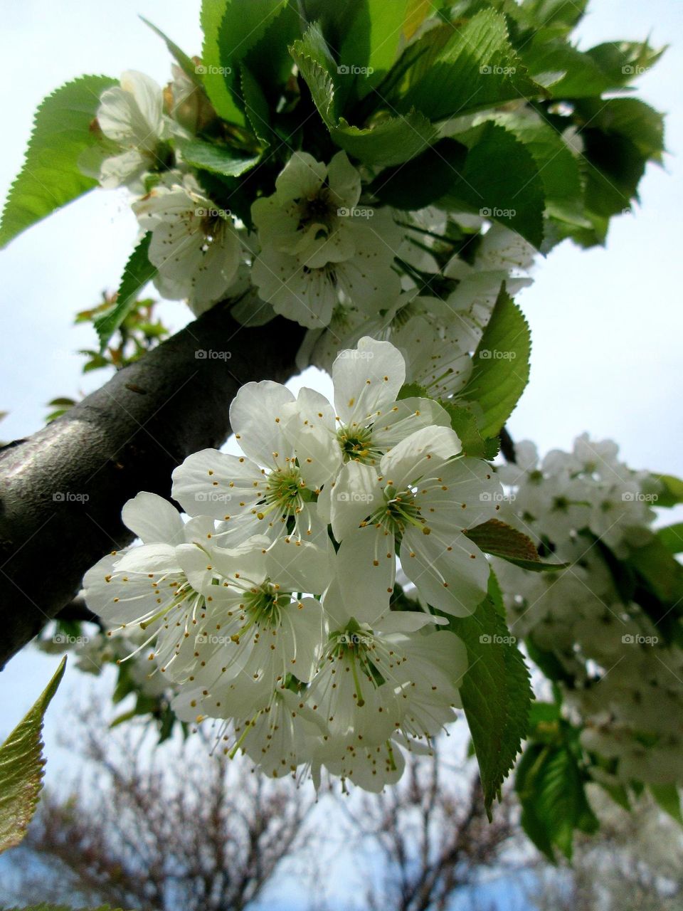 spring flowers