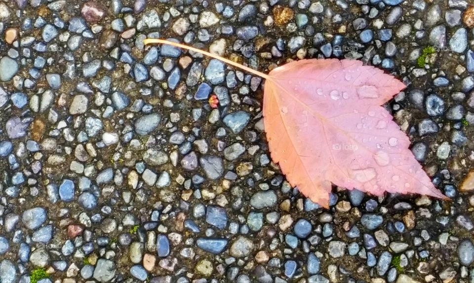 Leaf on pebbles