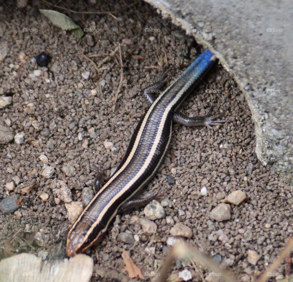 Blue tail skink 