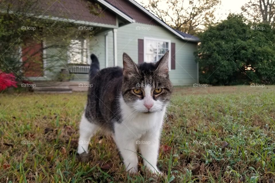 Our 21 year old tabby cat Fina in the front yard