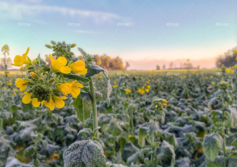 View of beautiful yellow flowers