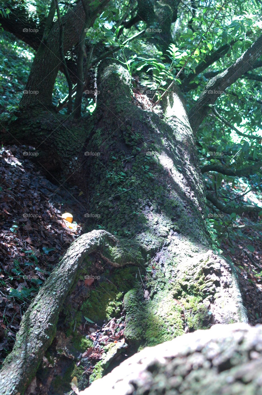An old split tree
