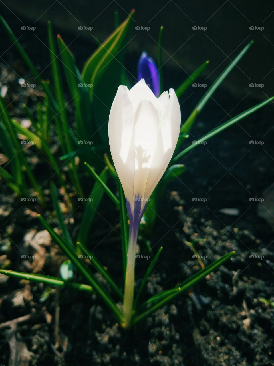 alone crocus