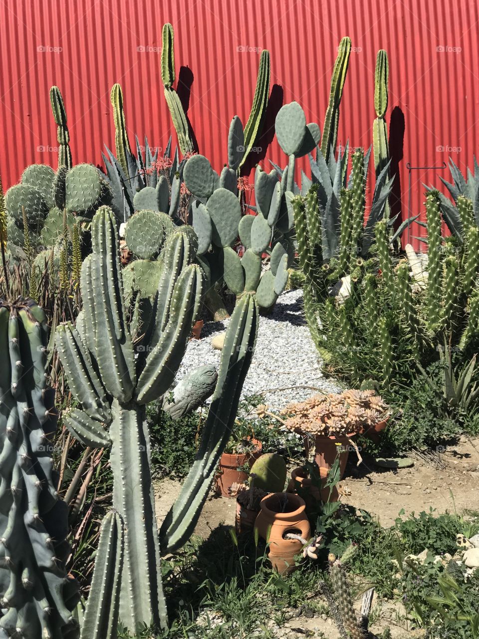 Cactus and a red wall