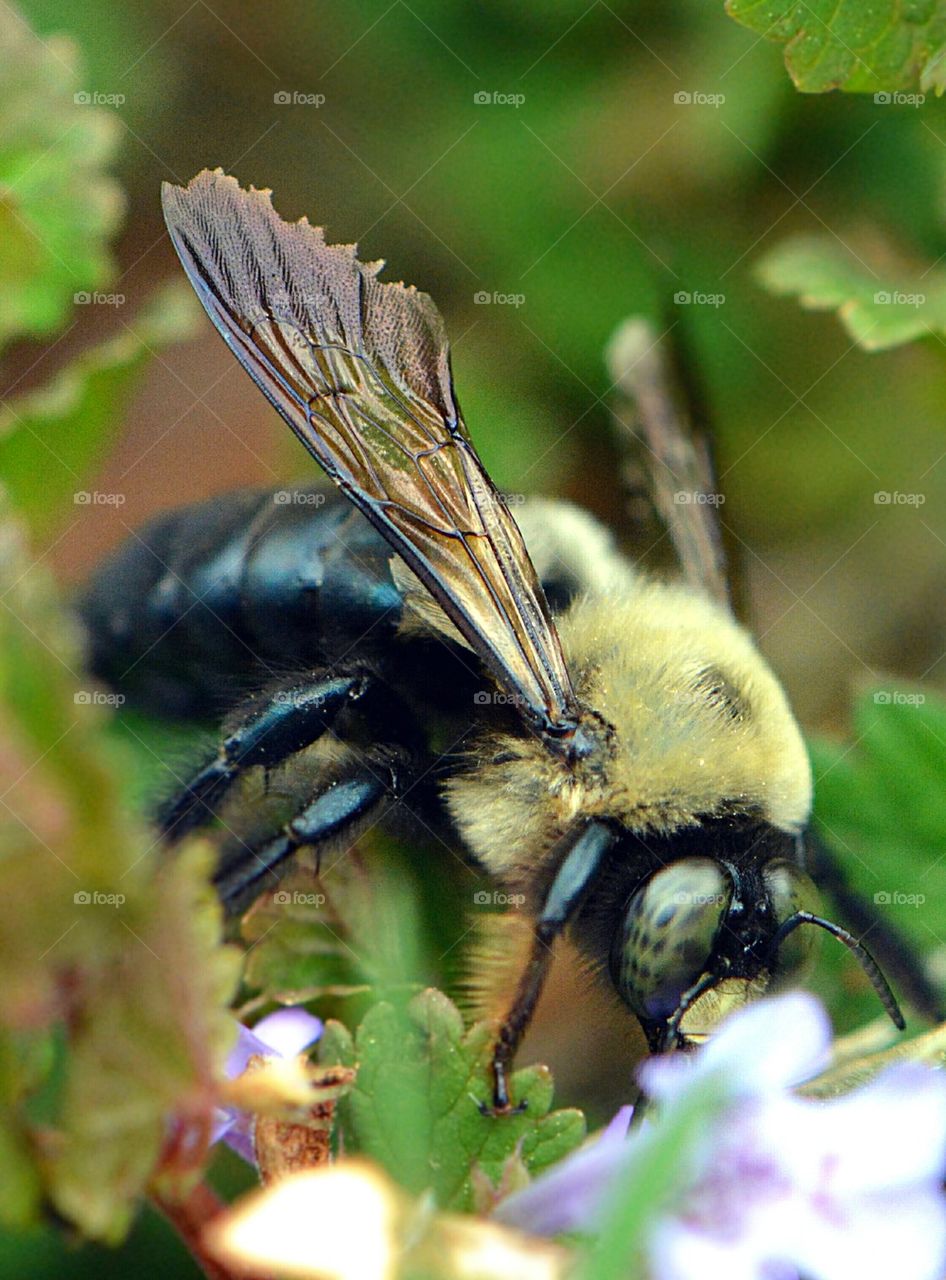 bumblebee bumble bee