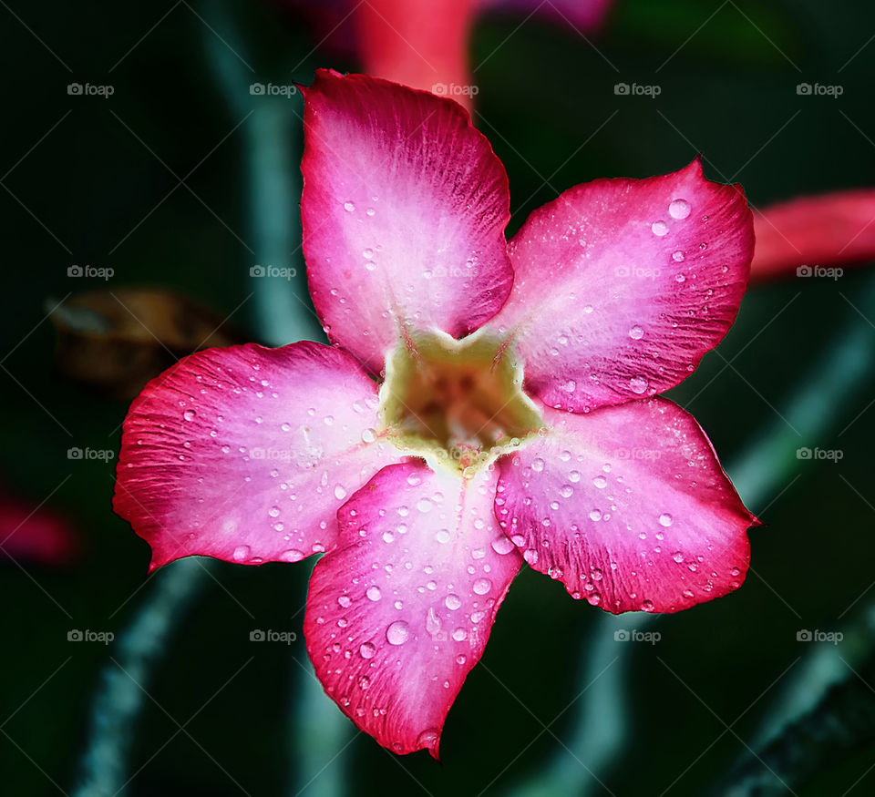 pink flower