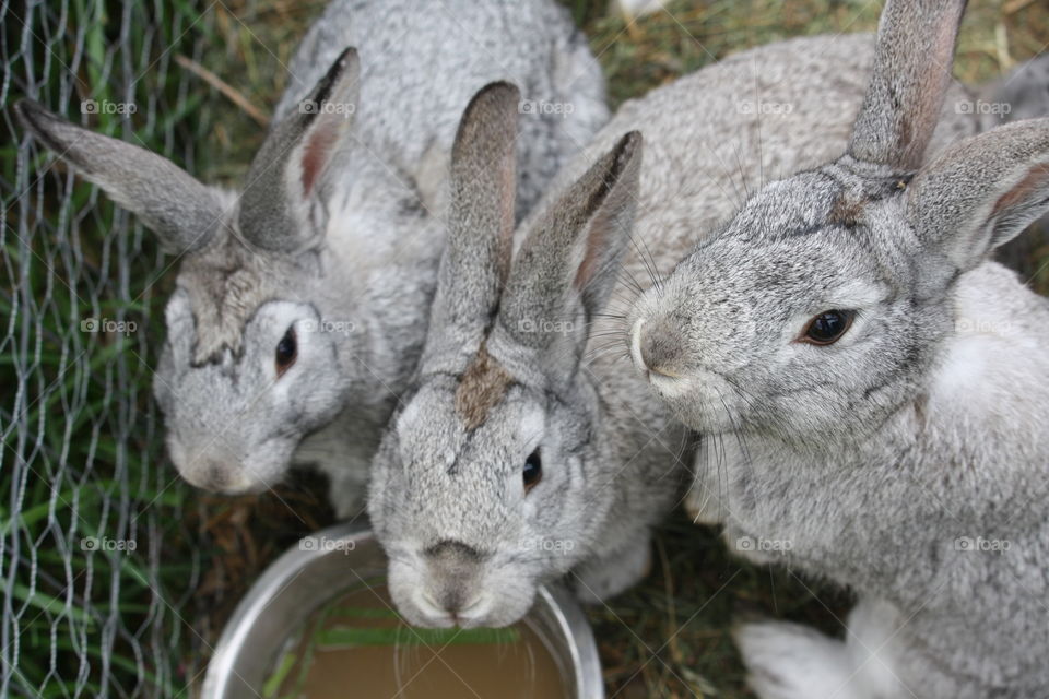 Three bunnies