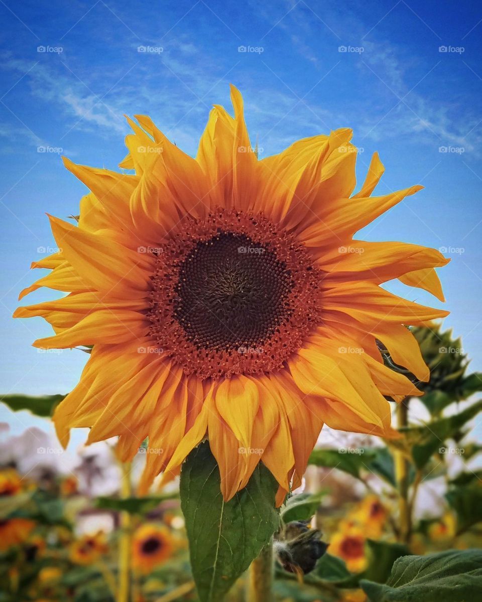 Sunflower Photography
