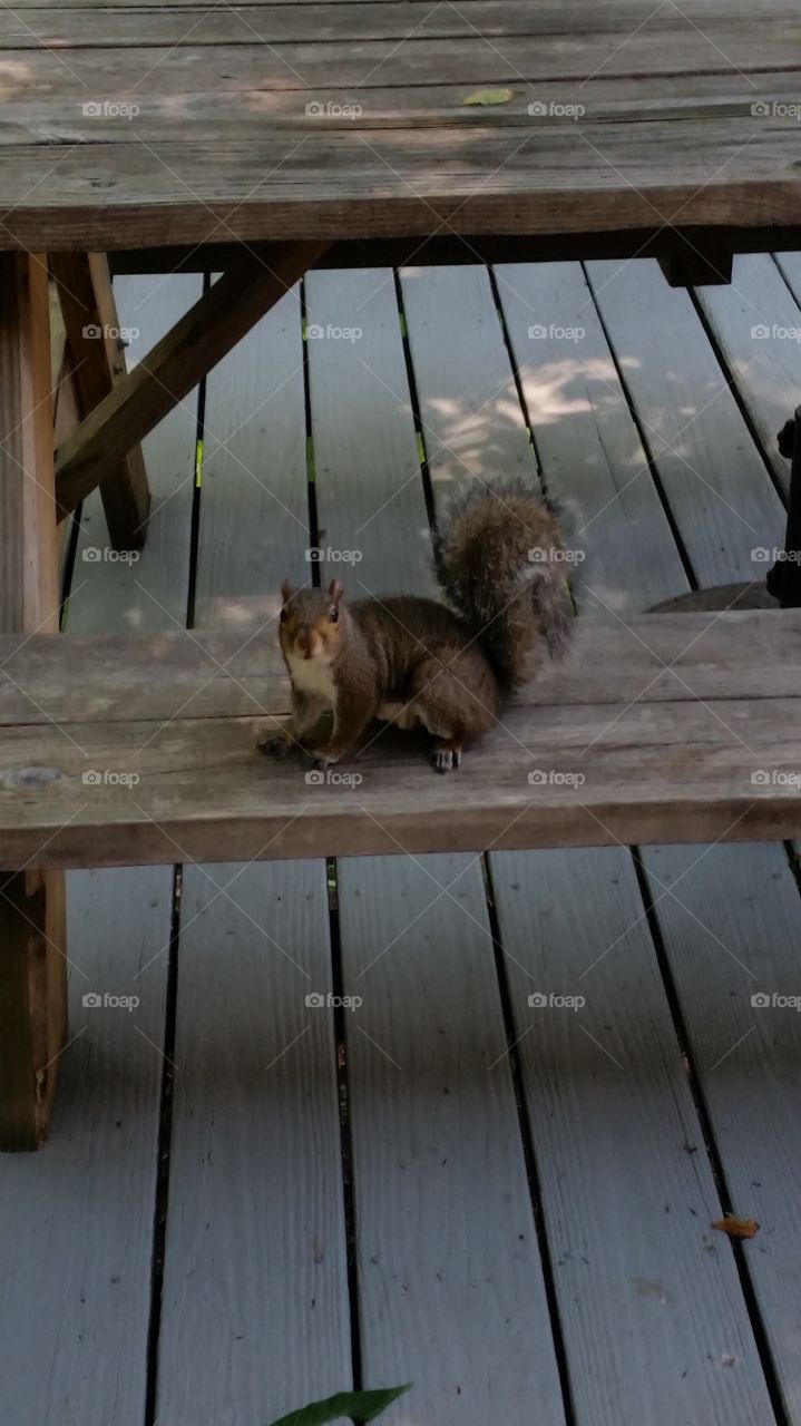 squirrel buddy. squirrel buddy always comes for a bite of bread