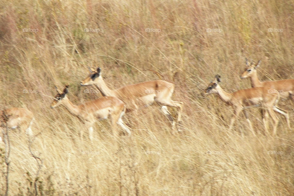 Impala females grazing