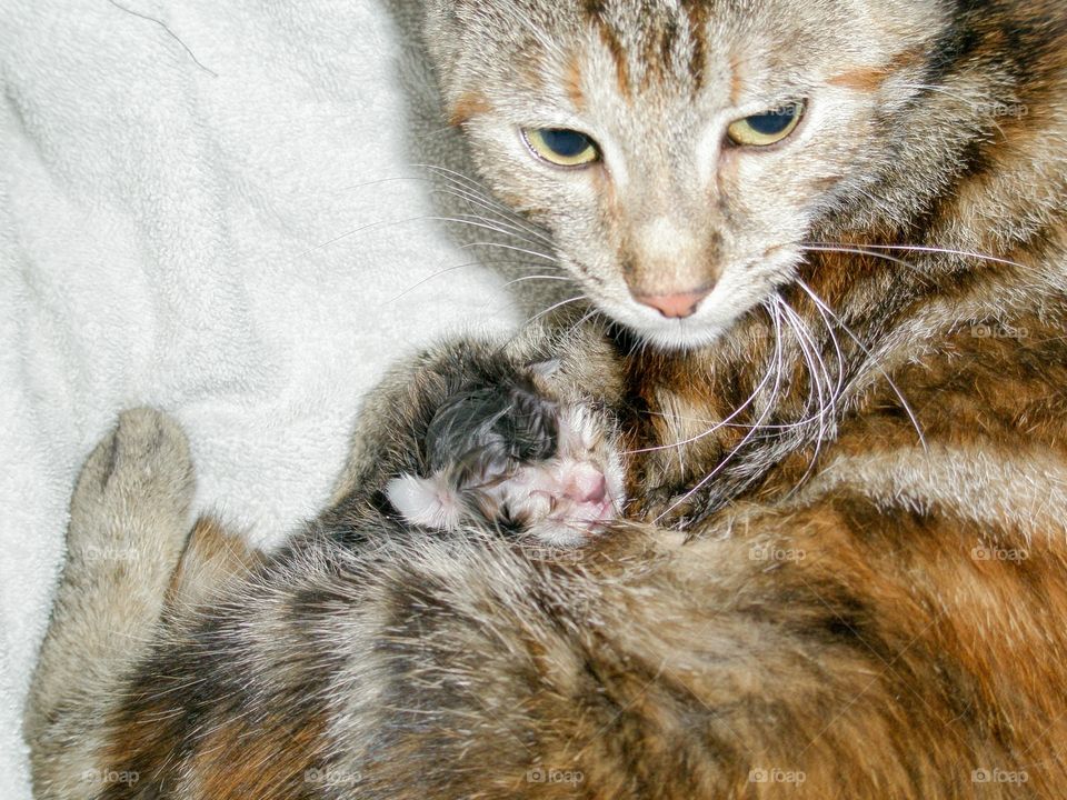 Mother cat giving birth to little kitten